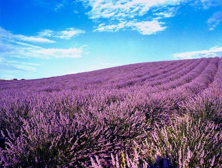 Villaggio della Lavanda del Lago